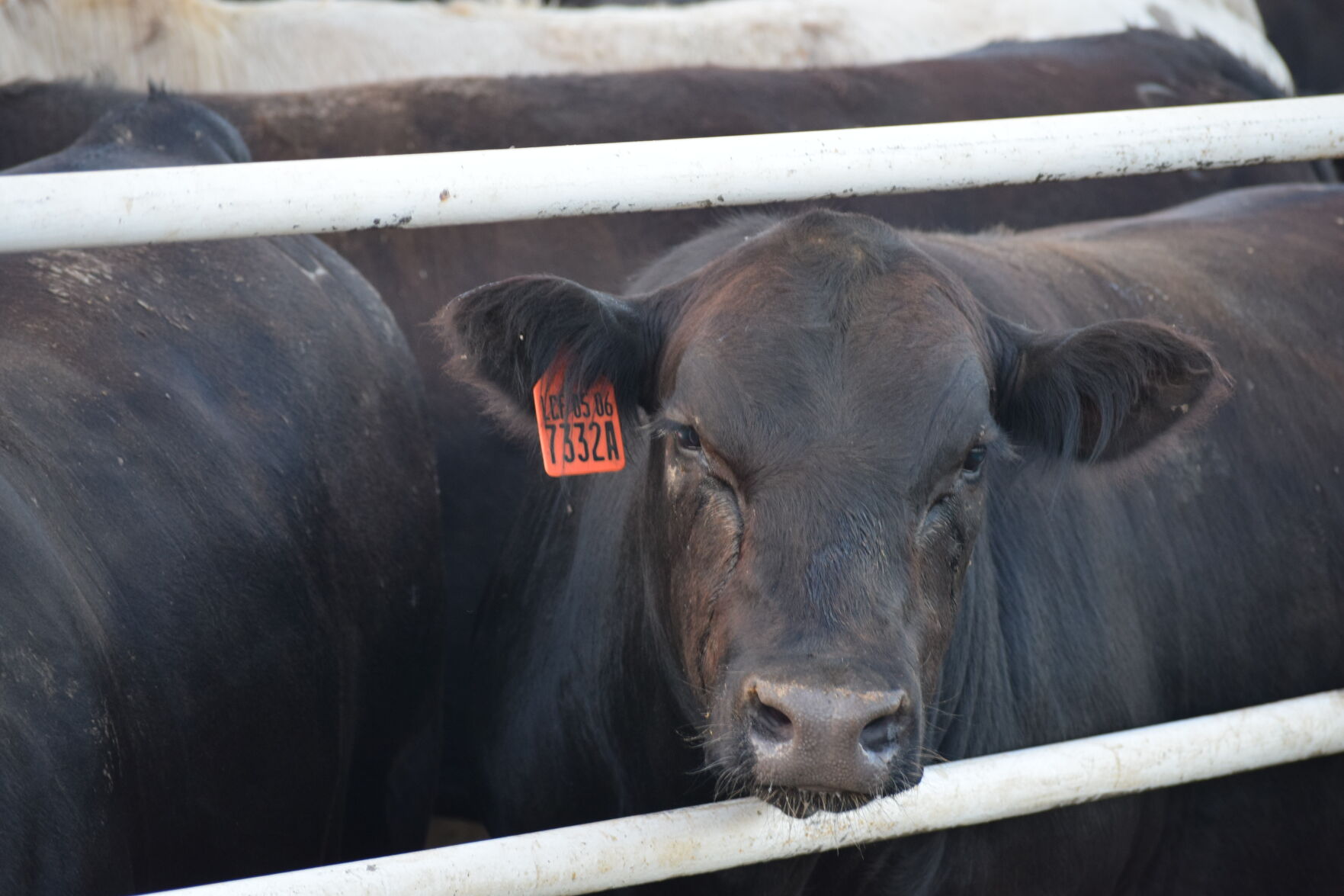 FL Steer in Pen